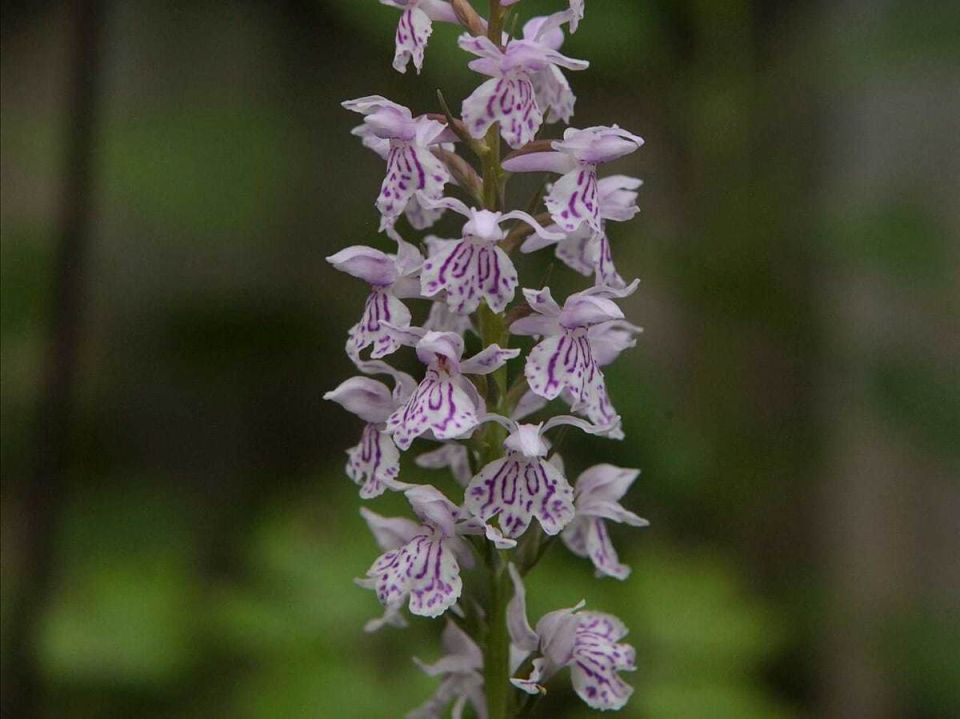 ���������������� �����: ������� ����� �� ������ �������� ��������