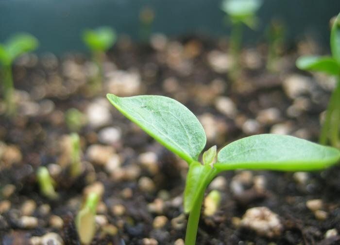 Как подкормка может изменить судьбу вашей рассады огурцов: секреты успешных growers