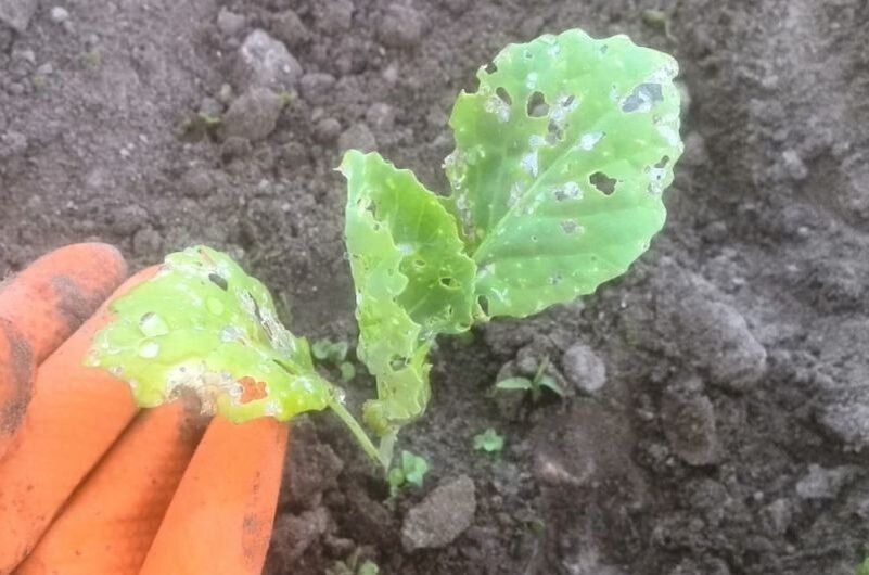 ��� �������� ������� �� ������������� ������: ������ ��� ��������