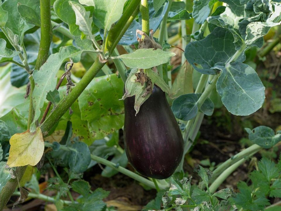 ������ ��������� �� ������ �������: ������� ������� ���������� ������