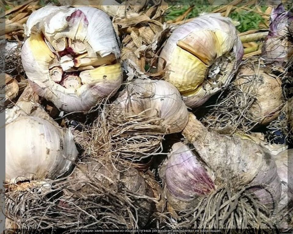 ������ ��������? 5 ������� ������, ����� ������ ������ � ������� ��������� ����