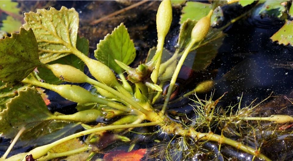 Необычные орехи древних: история водяного чилима в Хабаровском крае