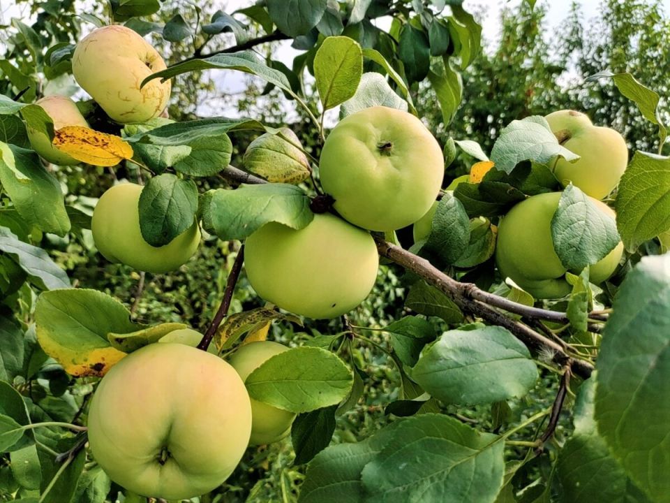 ����� �� ��������: ��������, ������� ������ �������� ������