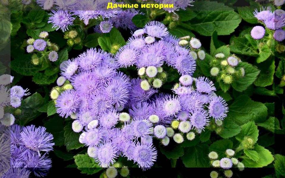 ���������� ����� ��� �������: ������� � ����� ������� ��� ������ ����