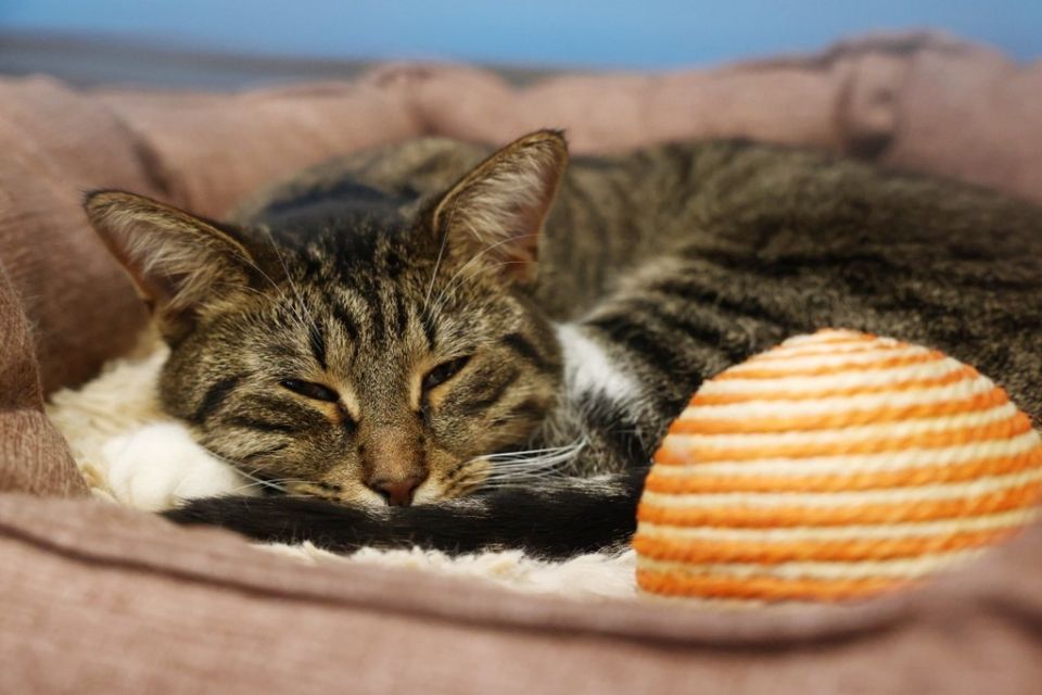 � ������ ������ ����� � ������ �������� �������� �� ����������