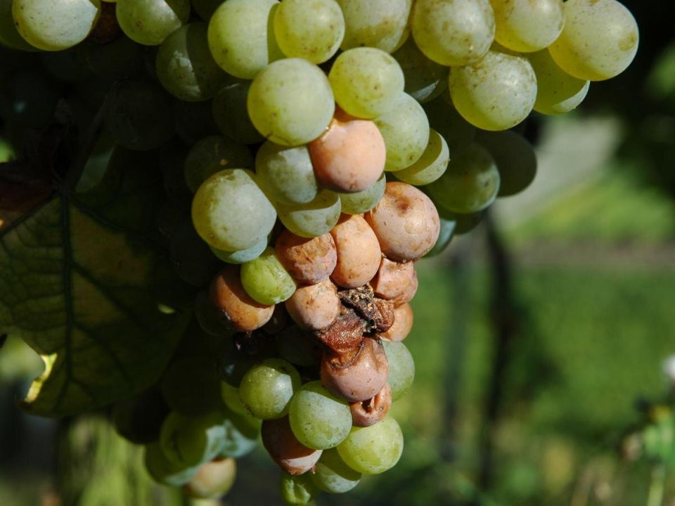 ������ ����� ����� ����: ���� �� ������ �� �������, ����� ������ ����� �� �����