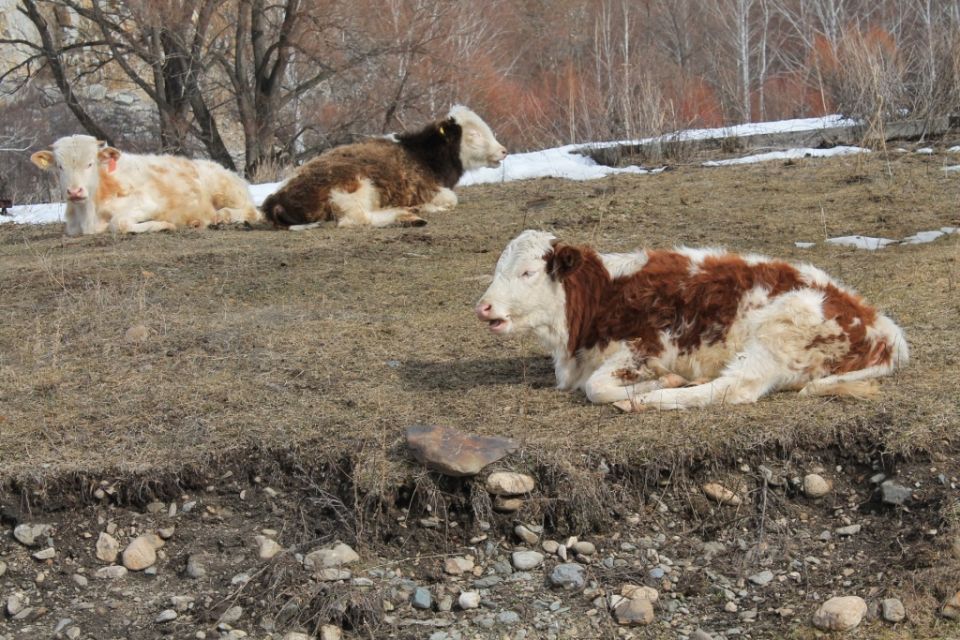 �������������� ��������� � �����: �����������, �������, ������������