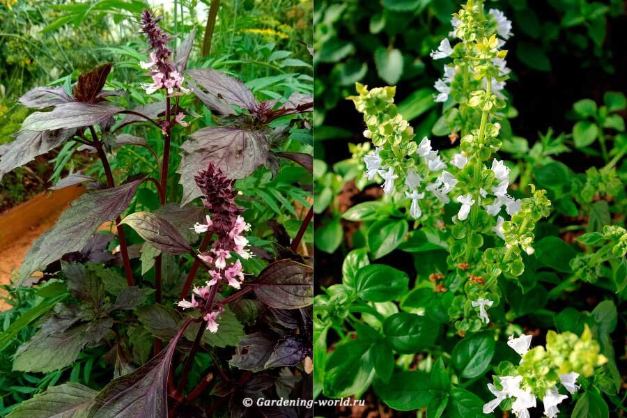 Как вырастить базилик круглый год: советы для садоводов