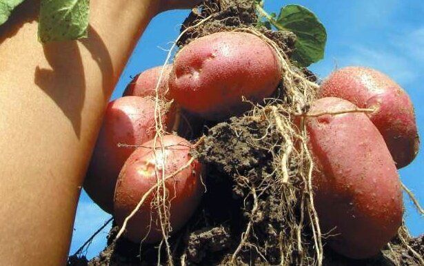 ��� ��������� �������� �������� ��� ������� ������: ������ � ������������