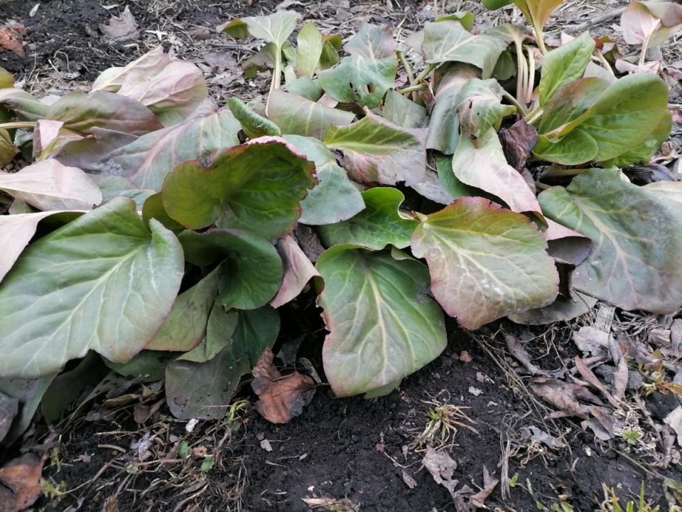 Весенний чай с баданом: секреты ухода и приготовления