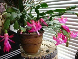 ��� ��������� ���������: ������� ����������� � ����� � �������� ��������