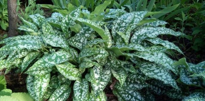 ��������: ������� ������� ��� ������ ����