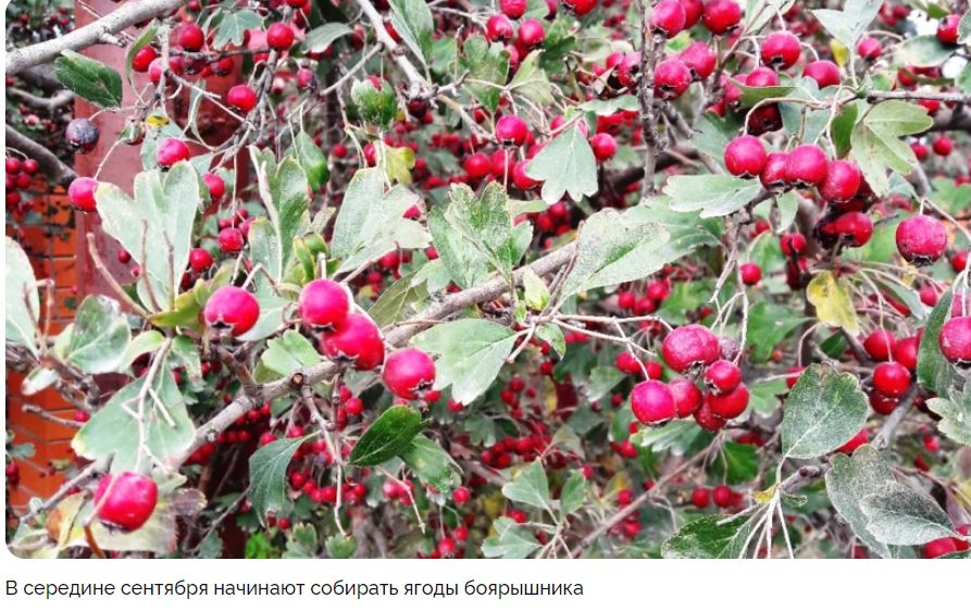 Лекарственные растения для вашего сада: что вы можете вырастить сами?