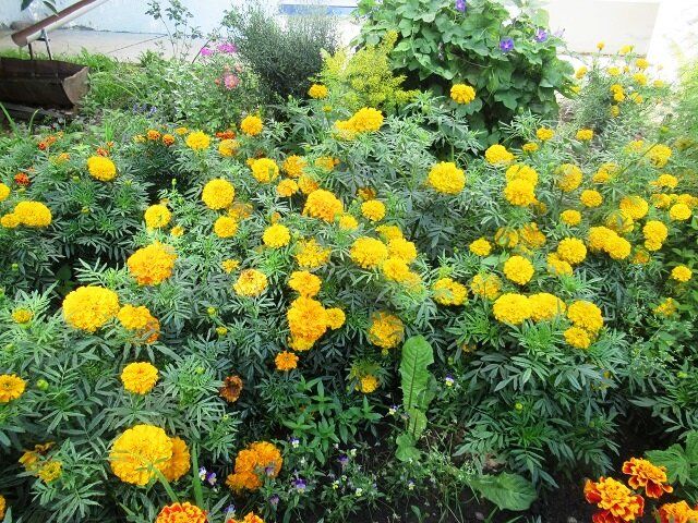 ��� �������� �������� �����������: ����� ������ �� �������� �����