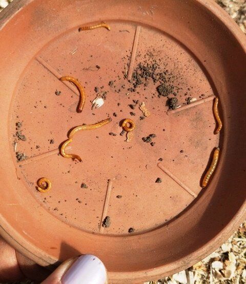 Экологичная борьба с проволочником: ловим вредителей на картошку