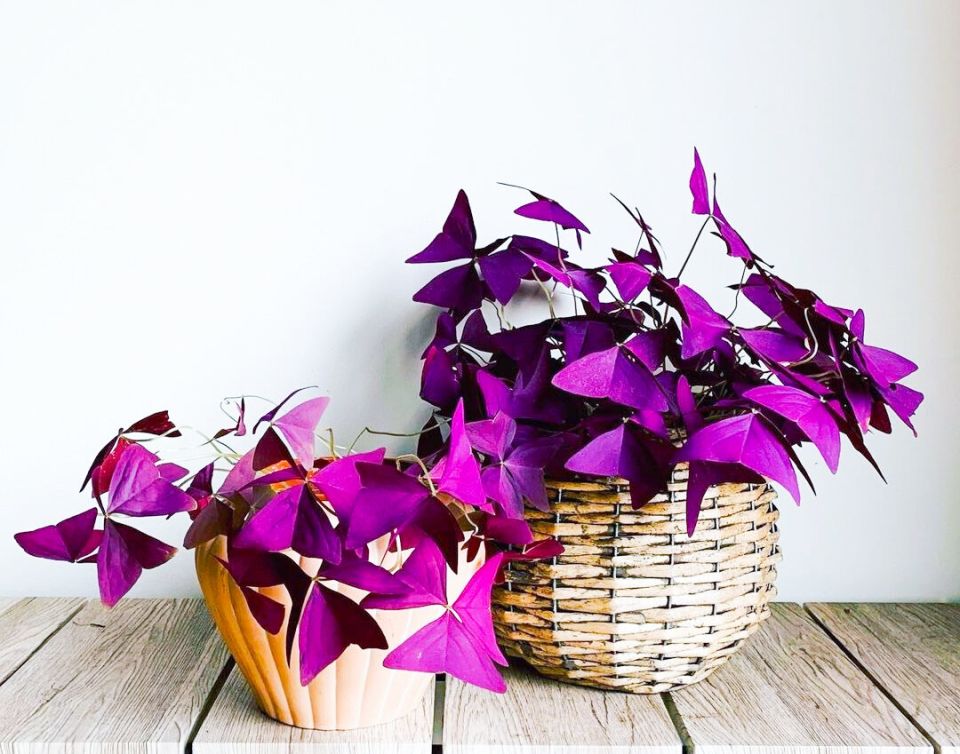 7 растений, которые лучше не заводить – и вот почему