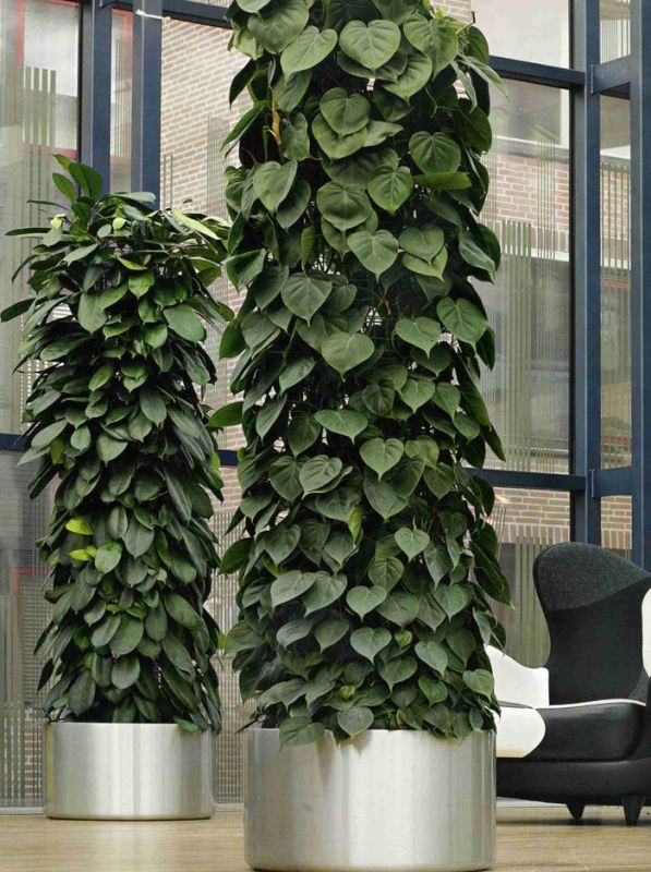 ����������� �������������: ������� ��� ��������� �����