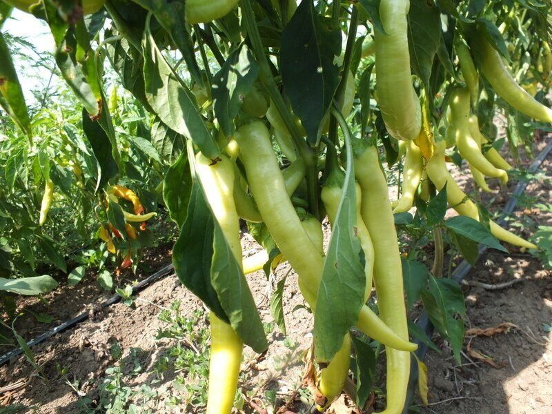 Перец Цицак: секреты успешного выращивания острых плодов