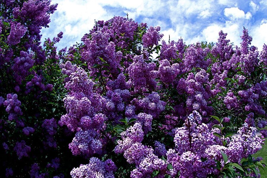 Как легко размножить сирень черенками: пошаговое руководство