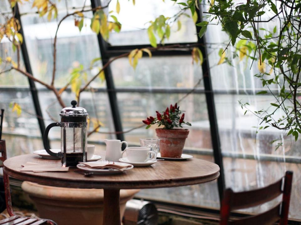 Почему лопатковец не цветет: основные причины