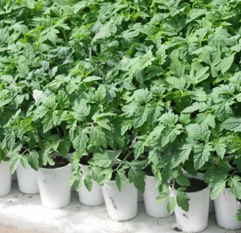 ��� �������� ������� ������: ������� �������� �������� ��� ��������� ������