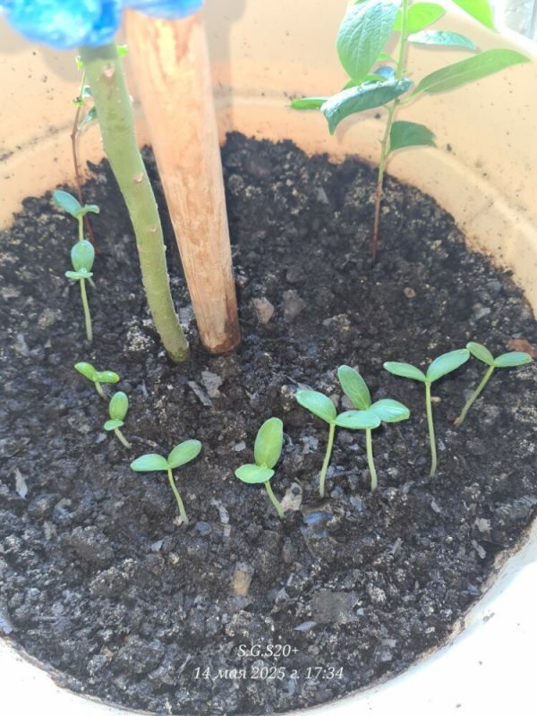 Огурец «Сибирская Гирлянда» F1: Рекорды урожайности и сладкий вкус