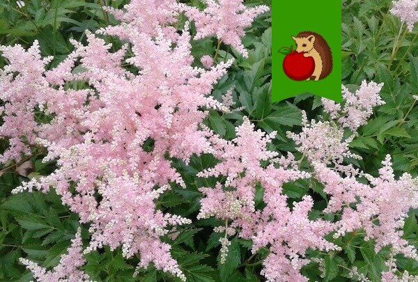 ���� �� ���������: ��� ����������� �������� � ����