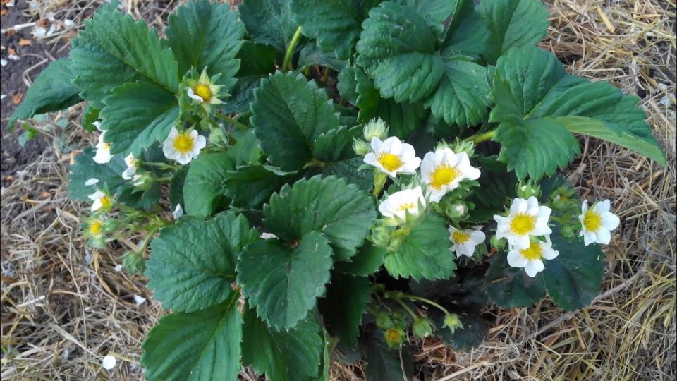 Как подкормить клубнику во время цветения: важные нюансы