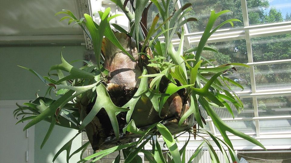 ������� ����������: ��������� �������� ��� ������ ����