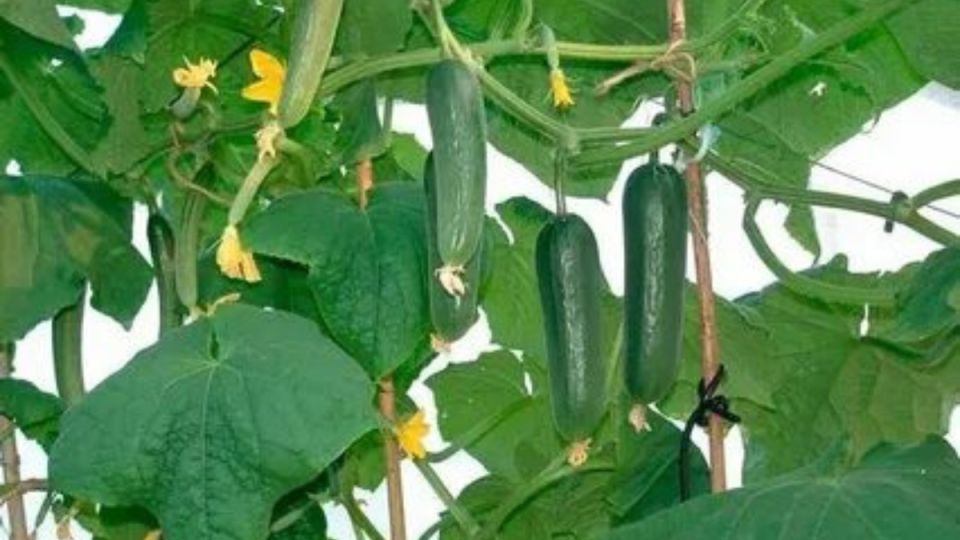 Почему завязь на огурцах есть, а плодов нет: 7 ключевых причин