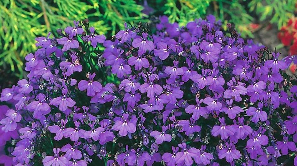 Как вырастить лобелию без пикировки и добиться цветущего каскада