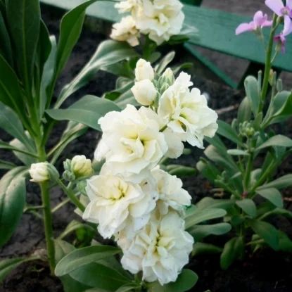 �������� �����: �������, ����� � �������� � ��������