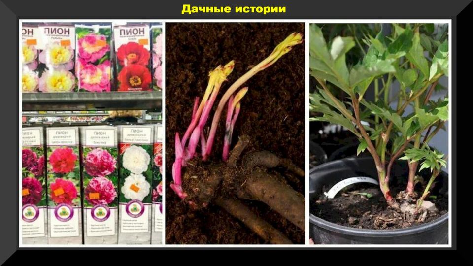 ��� ��������� ���� �� �������� �������: ������ ��� ���������� ���������