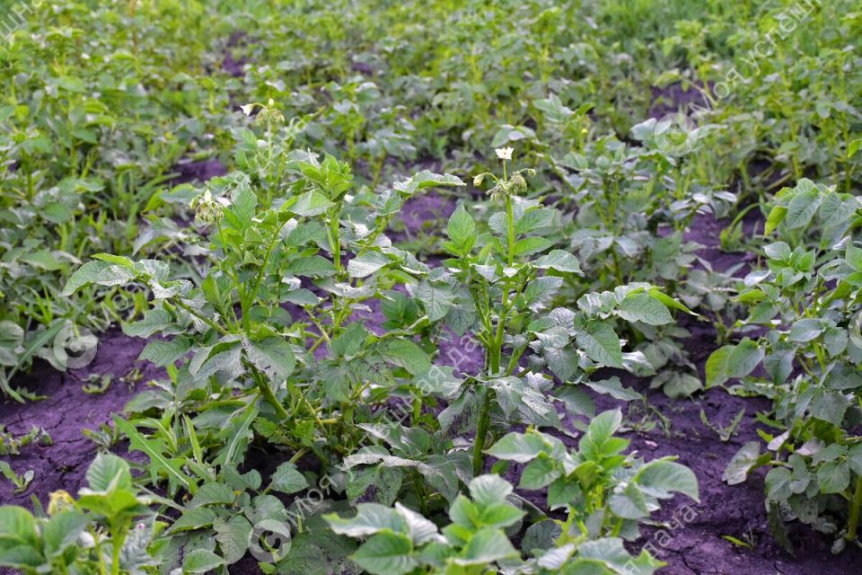 ����������� ������ ������������ ������� �� ������������ ����