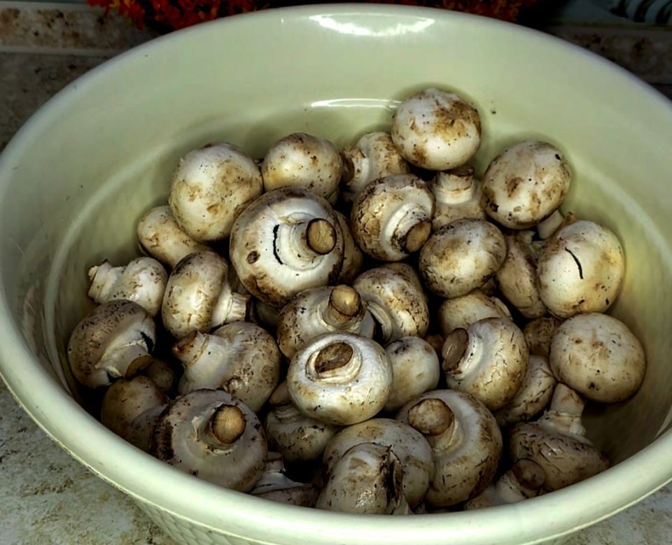 ���������� ������ ������ �������� ����������