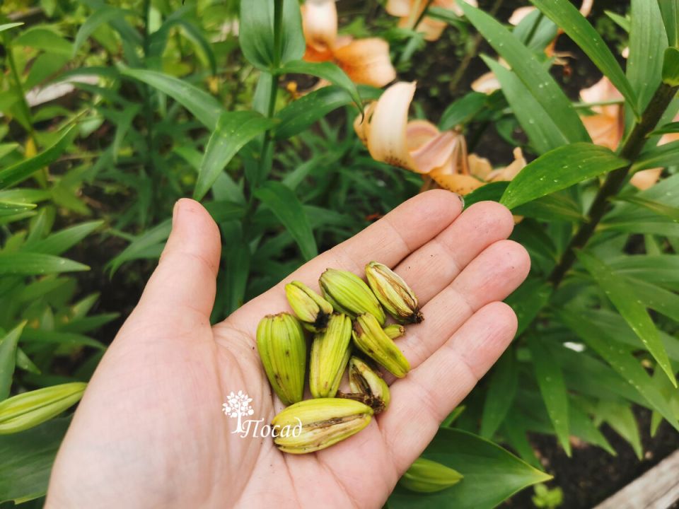 Как защитить лилии от опасного вредителя в начале весны