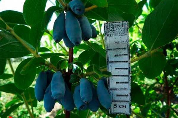 ��������� �����: ������� ����� � ����� ������