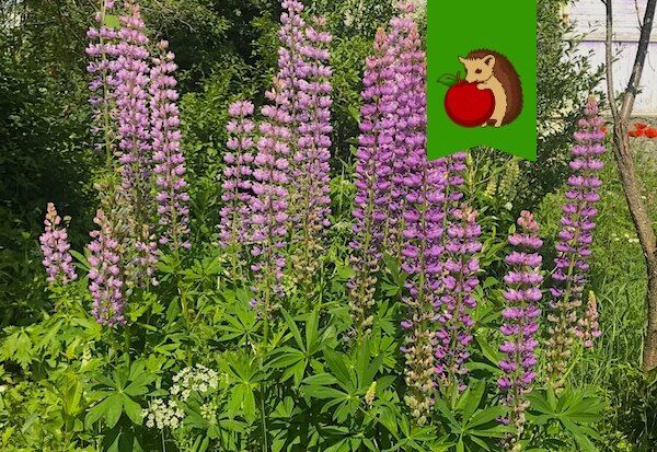 ��� ��������� ������: ������ �� ����� � �������������� �� ���������������